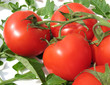 Tomaten