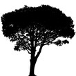 silhouette de pin parasol