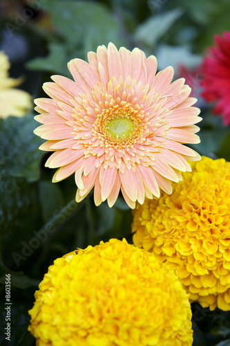 Photo: Gerbera and marigold flowers Gerbera and marigold flowers
