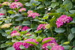 Hydrangea flowers