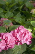 Hydrangea flowers