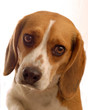 two year old male beagle on white background