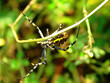 araña