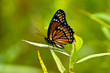Viceroy Butterfly
