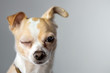 Image : Chihuahua Wink