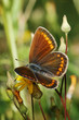 butterfly - polyommatus icarus female