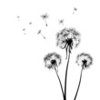 Photo en ligne au meilleur prix dandelions