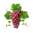 Decorative pink wine grape Decorative pink wine grape