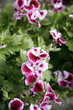 A plant with pink flowers