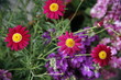Pink and purple flowers