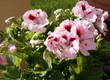 A plant with pink flowers