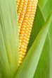 Foto: maize detail maize detail