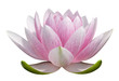 fleur de lotus sur fond blanc