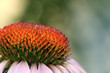 cone-flower-echinacea-3607