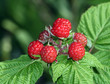 food-fruit-red-raspberries-3663