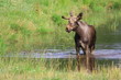 Elch im Wasser