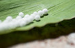 Homöopathie