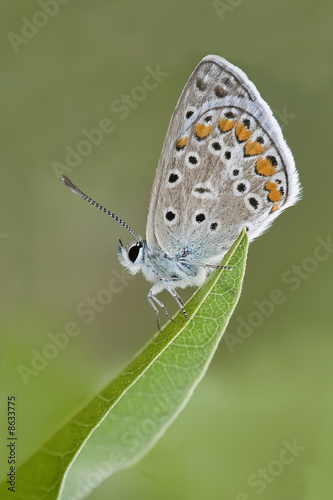 Photo: Common Blue Butterfly Common Blue Butterfly