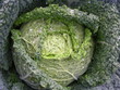 Chou vert en gros plan