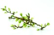 Knospen