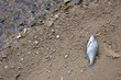 Dead fish