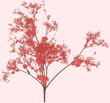 Cherry Blossom Tree