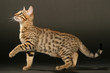 jeune chat bengal sur fond noir