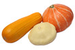 Squash varieties