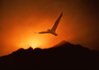 Seagull soaring above sunrise Seagull soaring above sunrise