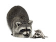raccoonand her baby - Procyon lotor