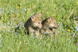 Wolf cubs in spring meadow Wolf cubs in spring meadow
