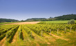 italian grapes field