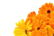 Ringelblume - calendula 02