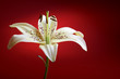 lily flower lily flower