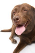 Photo: Labrador Labrador