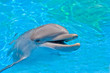 smiling dolphin