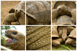 tortue alhambra géante seychelles terre galapagos espèce menacée tortue alhambra géante seychelles terre galapagos espèce menacée