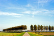 landscape with poplars