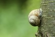 Snail