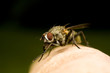 Closeup of housefly