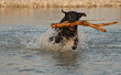 labrador