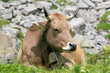 Vache des alpes suisses