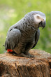 Perroquet gris du gabon Perroquet gris du gabon