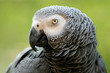 Perroquet gris du gabon Perroquet gris du gabon