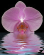 orchidée en robe de soirée