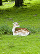 daim au repos