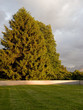 arbre soirée