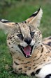 Serval Cat