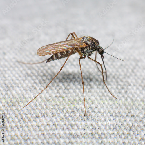 Photo: Mosquito Mosquito