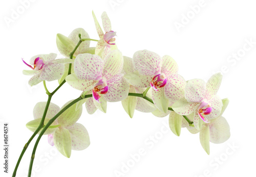 Orchid isolated on white background Orchid isolated on white background